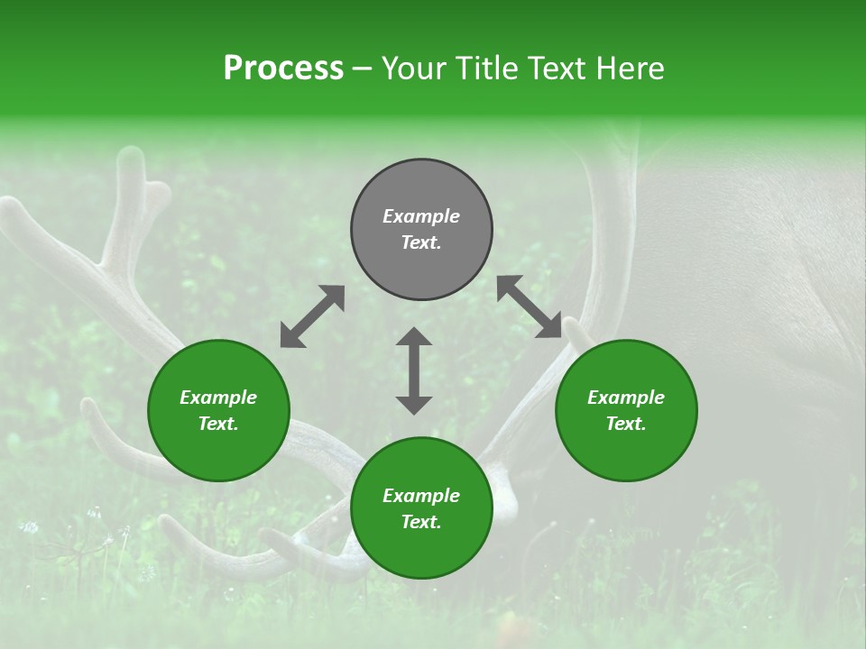 A Deer With Antlers Is Eating Grass In The Woods PowerPoint Template