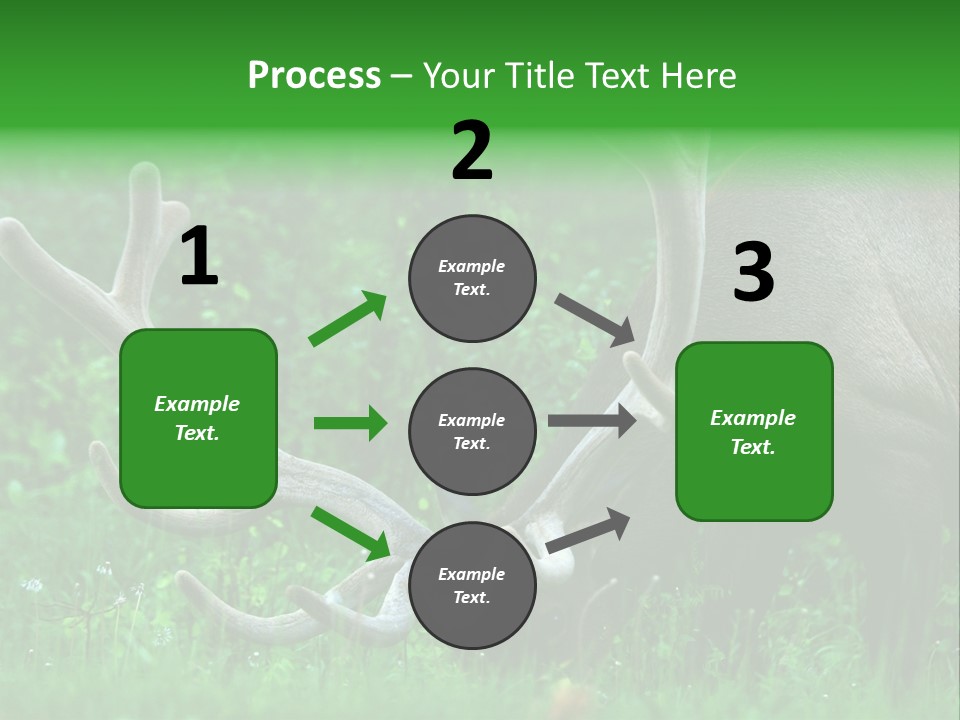 A Deer With Antlers Is Eating Grass In The Woods PowerPoint Template