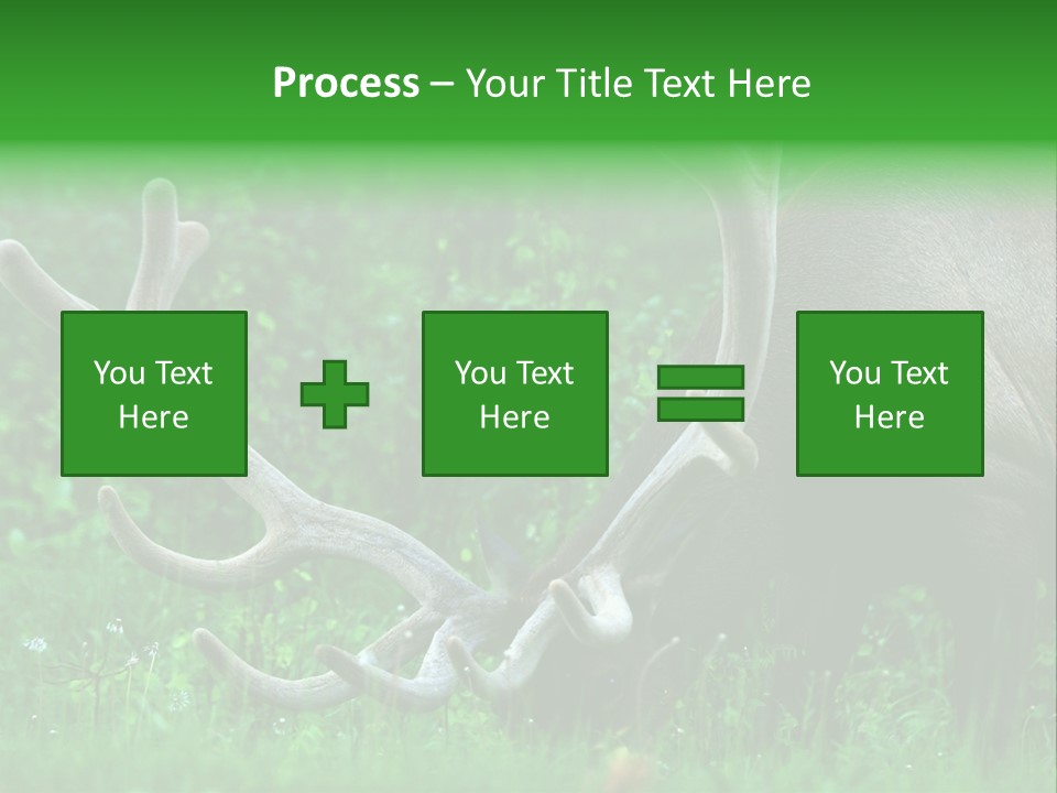 A Deer With Antlers Is Eating Grass In The Woods PowerPoint Template