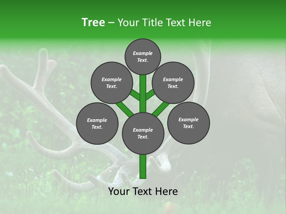 A Deer With Antlers Is Eating Grass In The Woods PowerPoint Template