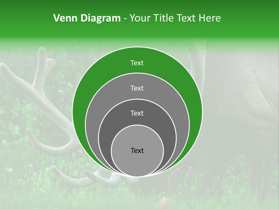 A Deer With Antlers Is Eating Grass In The Woods PowerPoint Template