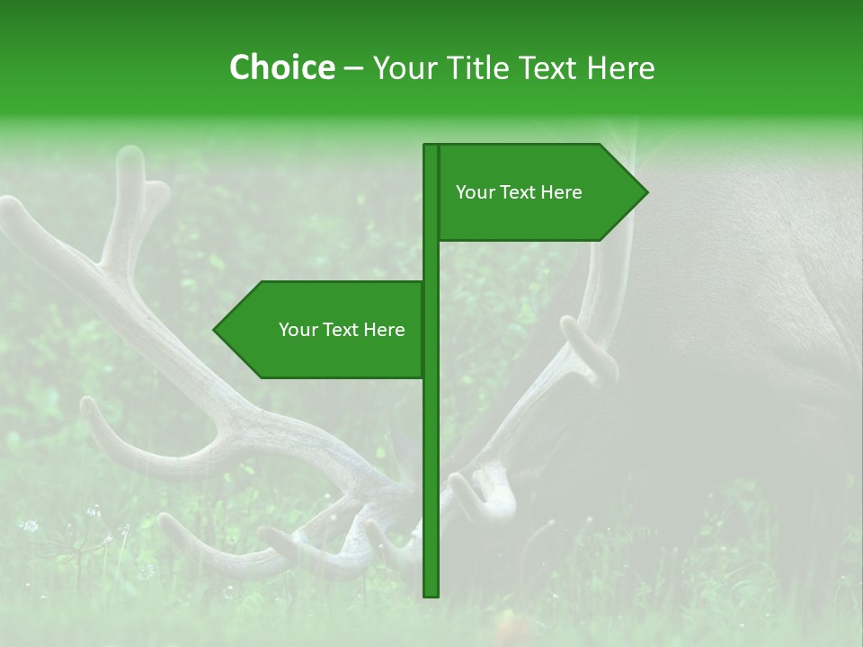 A Deer With Antlers Is Eating Grass In The Woods PowerPoint Template