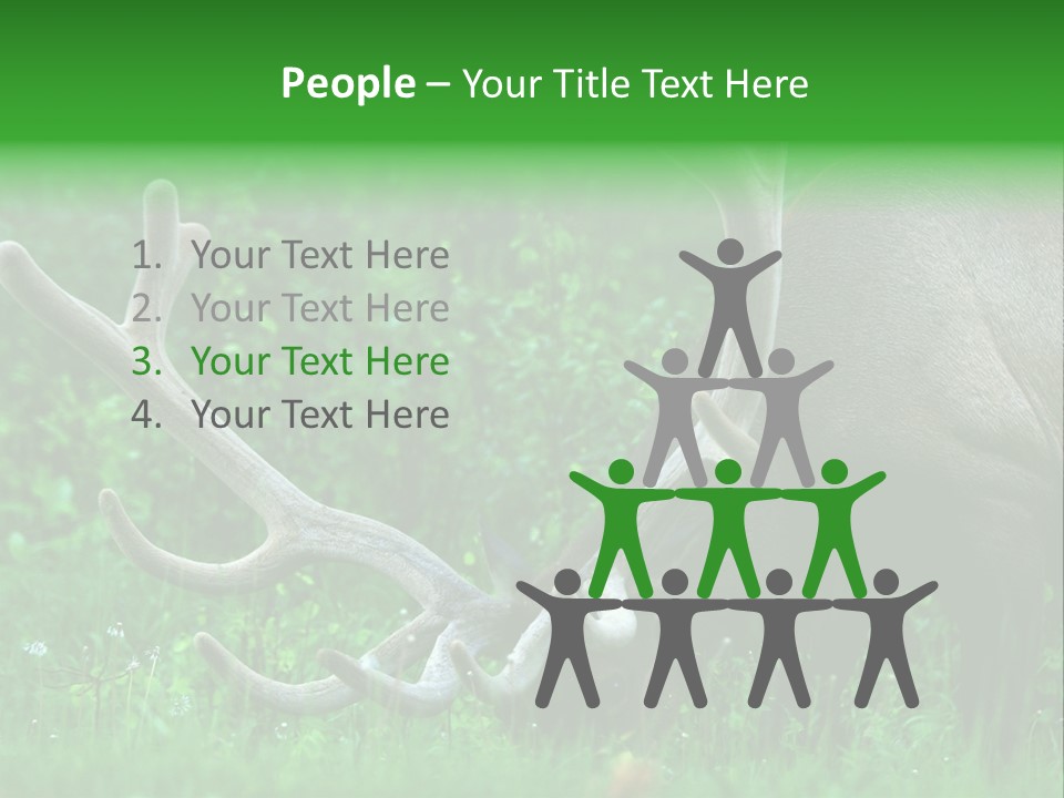 A Deer With Antlers Is Eating Grass In The Woods PowerPoint Template