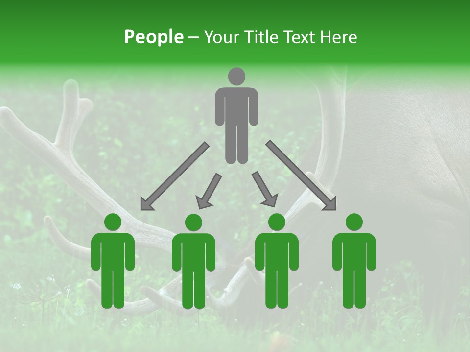 A Deer With Antlers Is Eating Grass In The Woods PowerPoint Template