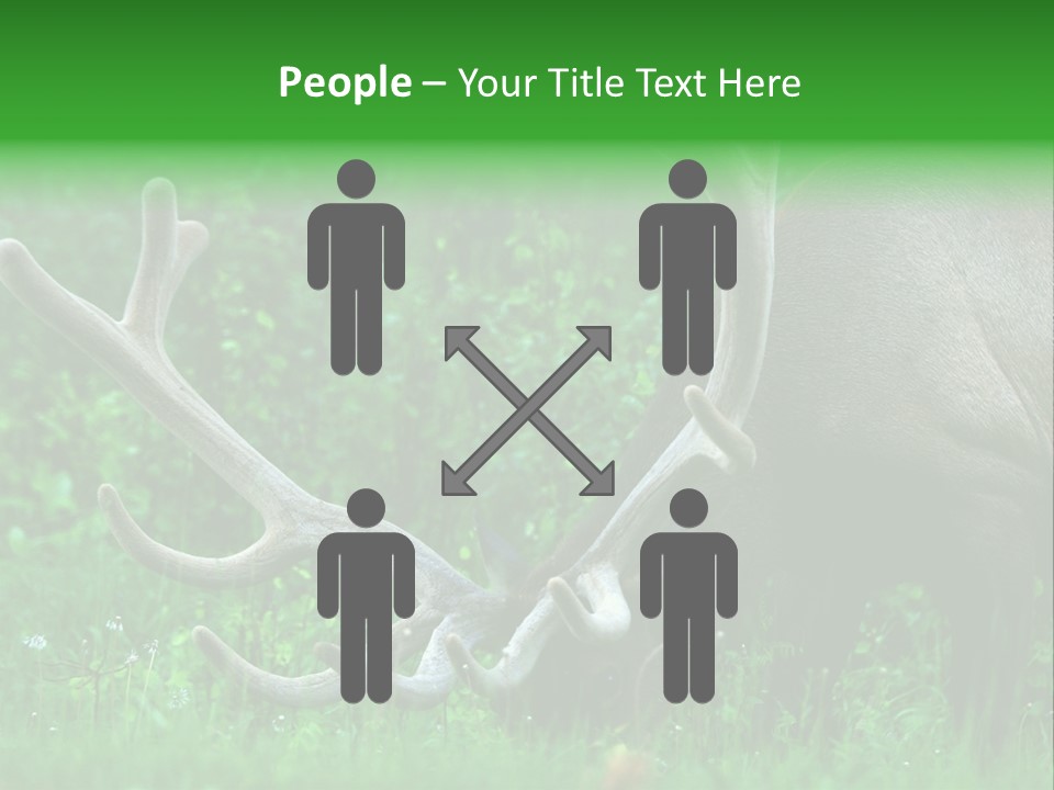 A Deer With Antlers Is Eating Grass In The Woods PowerPoint Template