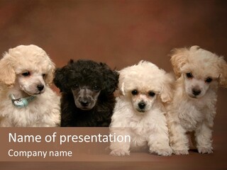Four Adorable Poodle Puppies PowerPoint Template