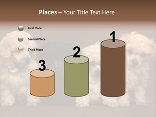 Four Adorable Poodle Puppies PowerPoint Template