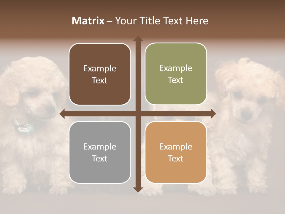 Four Adorable Poodle Puppies PowerPoint Template