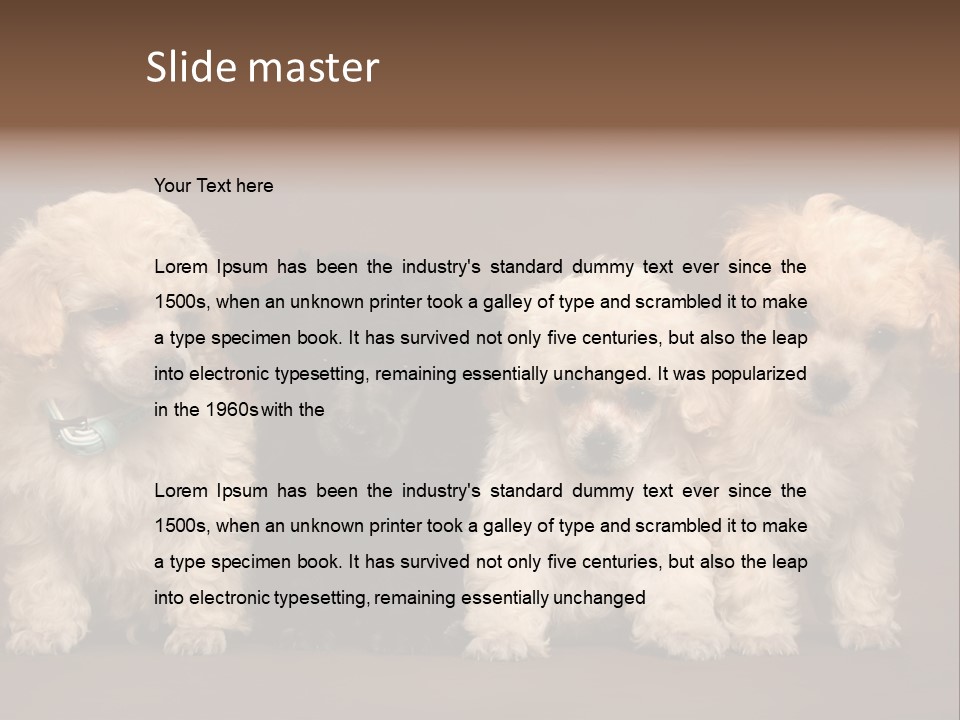 Four Adorable Poodle Puppies PowerPoint Template