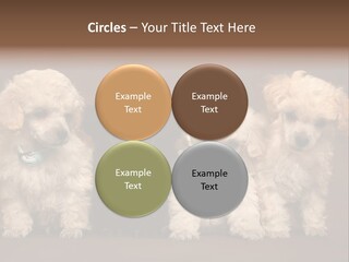 Four Adorable Poodle Puppies PowerPoint Template