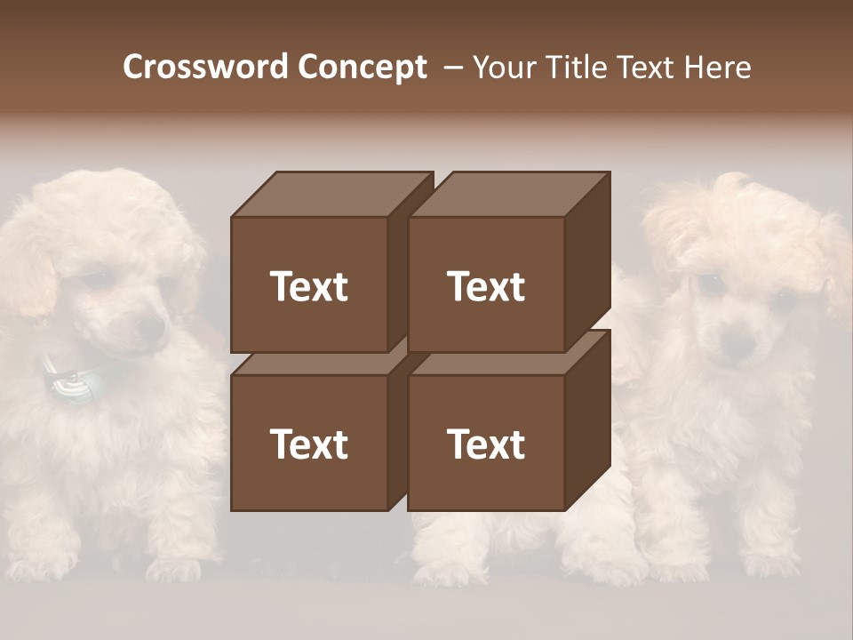 Four Adorable Poodle Puppies PowerPoint Template