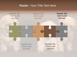 Four Adorable Poodle Puppies PowerPoint Template