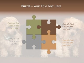 Four Adorable Poodle Puppies PowerPoint Template