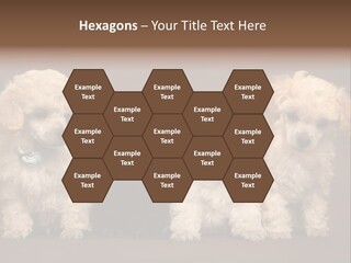 Four Adorable Poodle Puppies PowerPoint Template