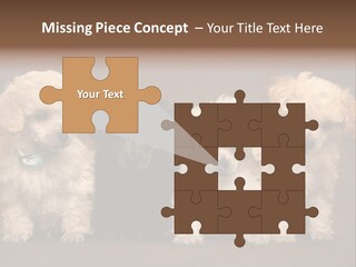 Four Adorable Poodle Puppies PowerPoint Template