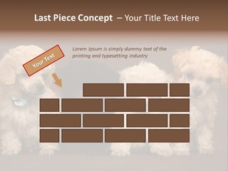 Four Adorable Poodle Puppies PowerPoint Template