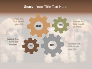 Four Adorable Poodle Puppies PowerPoint Template
