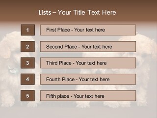 Four Adorable Poodle Puppies PowerPoint Template