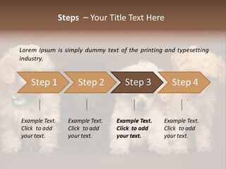 Four Adorable Poodle Puppies PowerPoint Template