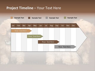 Four Adorable Poodle Puppies PowerPoint Template