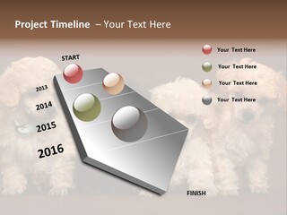 Four Adorable Poodle Puppies PowerPoint Template