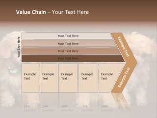 Four Adorable Poodle Puppies PowerPoint Template