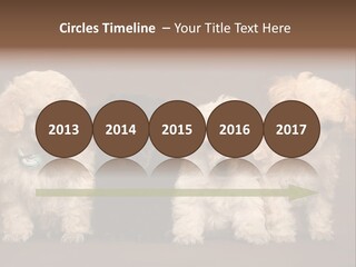 Four Adorable Poodle Puppies PowerPoint Template