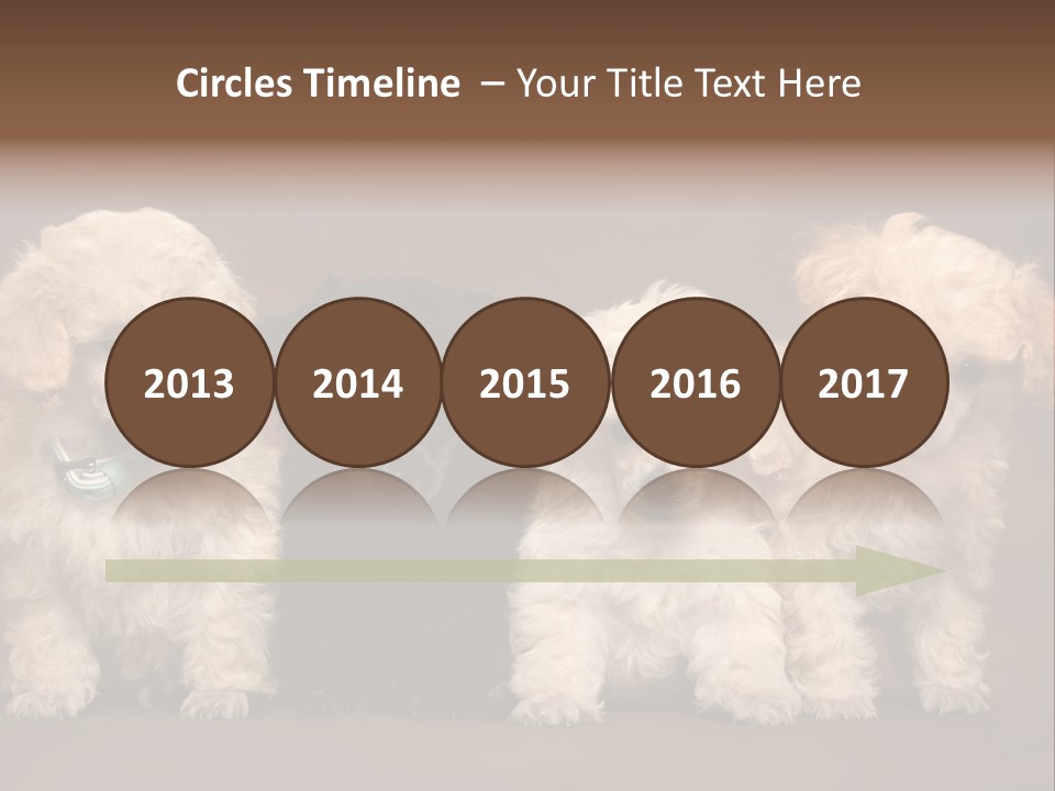 Four Adorable Poodle Puppies PowerPoint Template