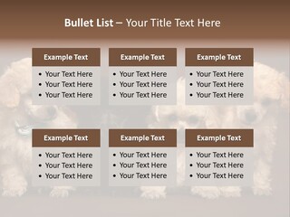 Four Adorable Poodle Puppies PowerPoint Template