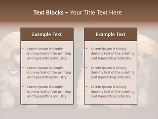 Four Adorable Poodle Puppies PowerPoint Template