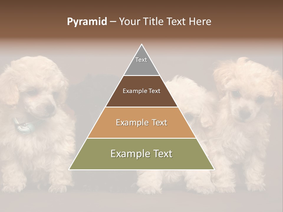 Four Adorable Poodle Puppies PowerPoint Template