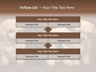 Four Adorable Poodle Puppies PowerPoint Template