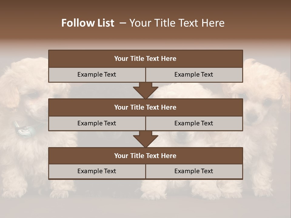 Four Adorable Poodle Puppies PowerPoint Template