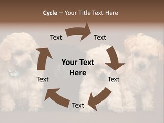 Four Adorable Poodle Puppies PowerPoint Template