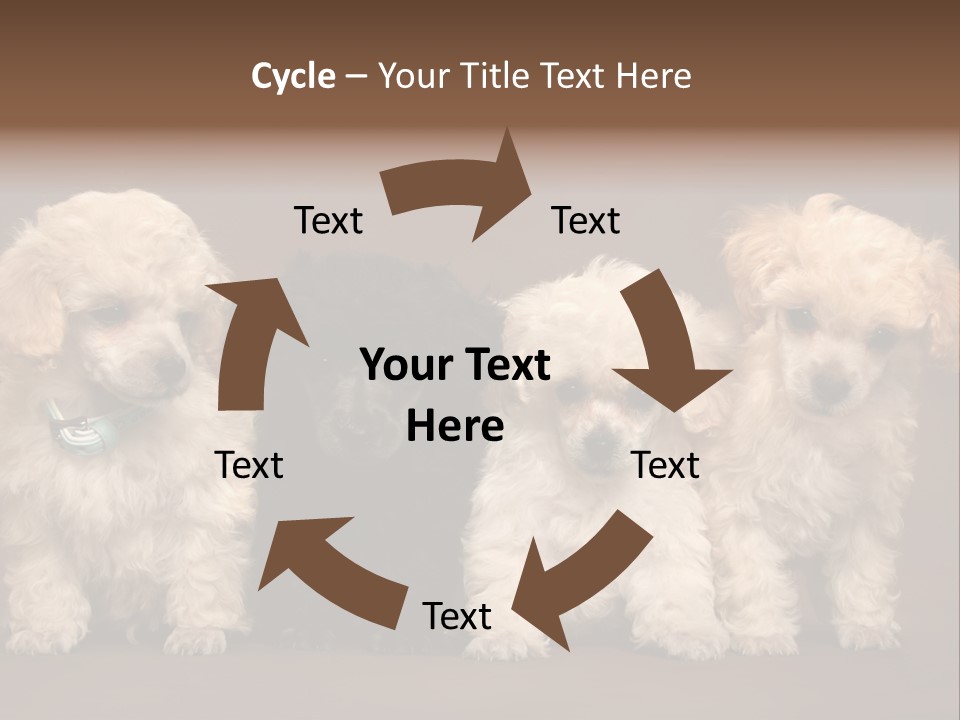 Four Adorable Poodle Puppies PowerPoint Template