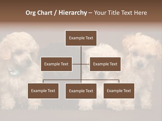 Four Adorable Poodle Puppies PowerPoint Template