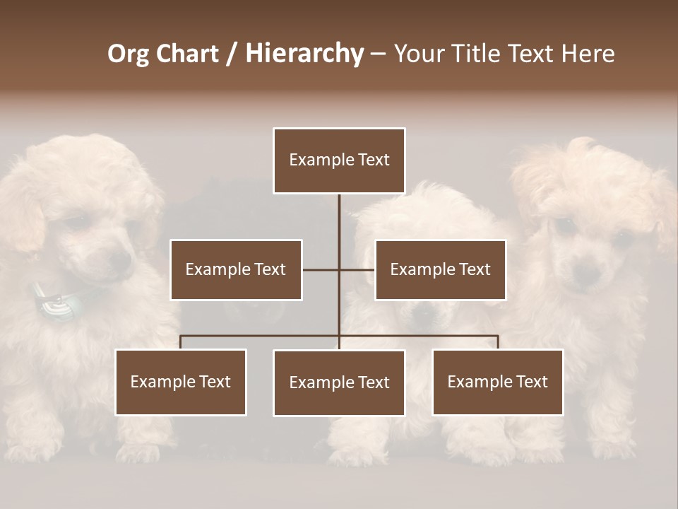 Four Adorable Poodle Puppies PowerPoint Template