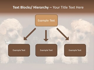 Four Adorable Poodle Puppies PowerPoint Template