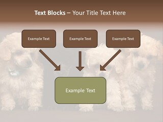 Four Adorable Poodle Puppies PowerPoint Template