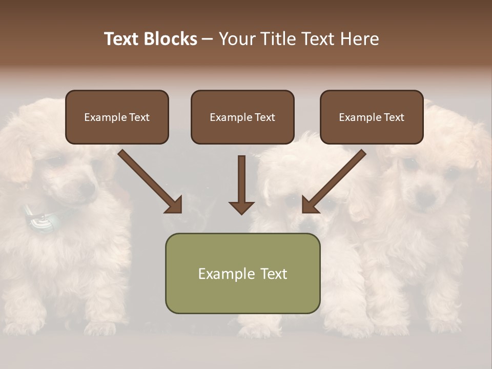 Four Adorable Poodle Puppies PowerPoint Template