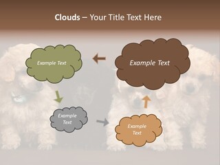 Four Adorable Poodle Puppies PowerPoint Template