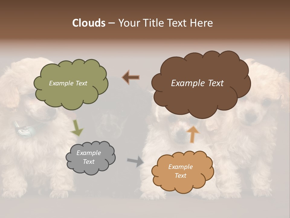 Four Adorable Poodle Puppies PowerPoint Template