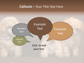 Four Adorable Poodle Puppies PowerPoint Template