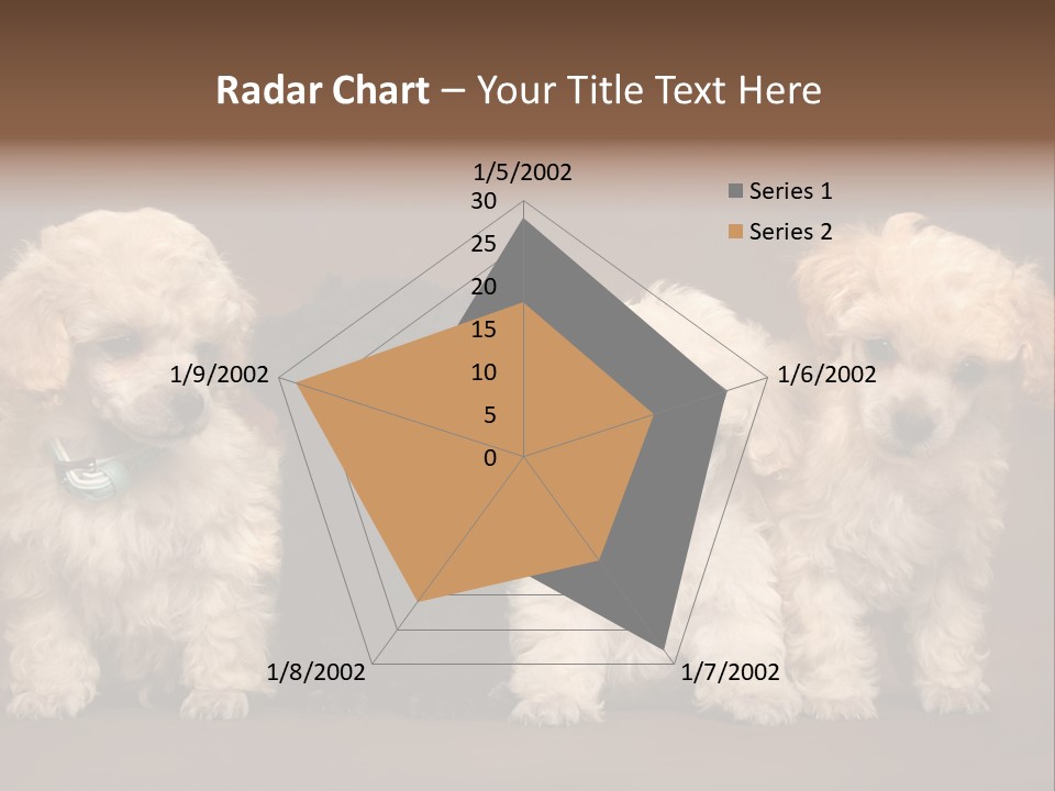 Four Adorable Poodle Puppies PowerPoint Template