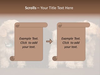 Four Adorable Poodle Puppies PowerPoint Template