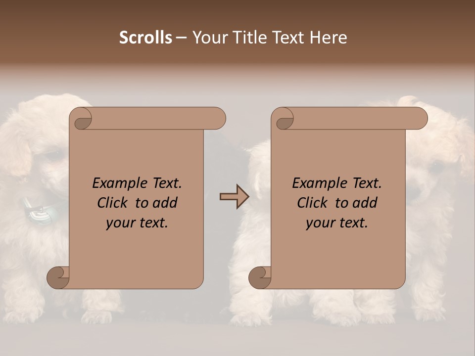 Four Adorable Poodle Puppies PowerPoint Template