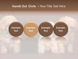 Four Adorable Poodle Puppies PowerPoint Template