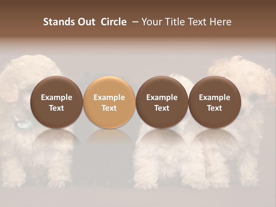 Four Adorable Poodle Puppies PowerPoint Template
