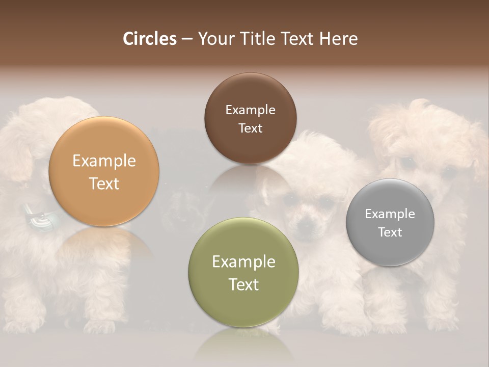 Four Adorable Poodle Puppies PowerPoint Template