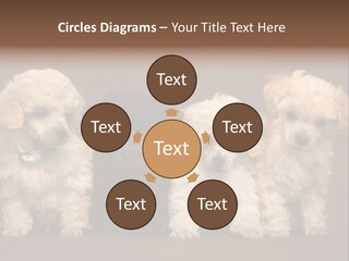 Four Adorable Poodle Puppies PowerPoint Template